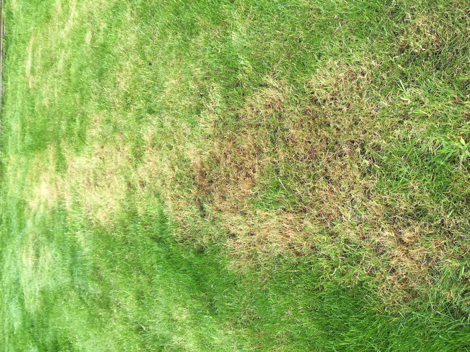 http://jimtreats.com/Lawn/IMG_0078.JPG