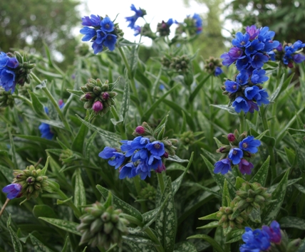 http://www.robsplants.com/images/portrait/PulmonariaLongifolia080427b.jpg