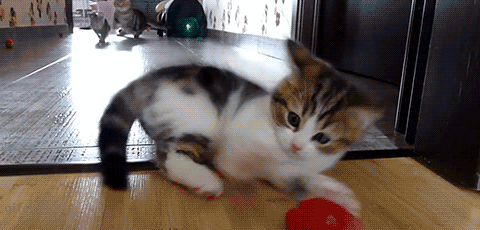 Image result for playful kittens gif