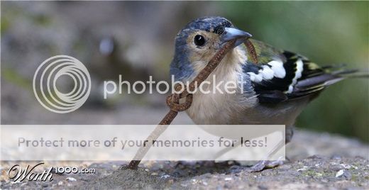 http://i1143.photobucket.com/albums/n627/thedogcody/worm-knot-eaten-by-bird.jpg