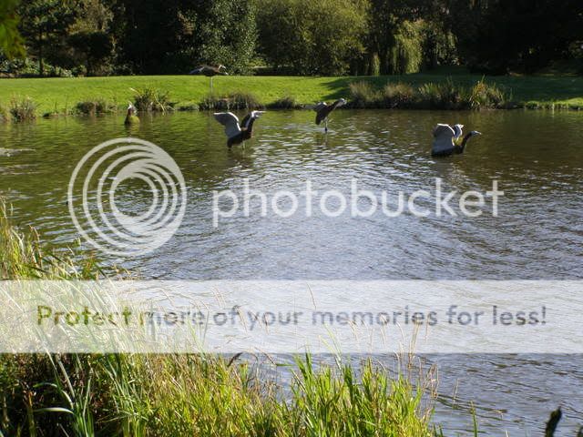 http://i27.photobucket.com/albums/c186/DavidKnapper/Trentham%20Gardens/PA050017.jpg
