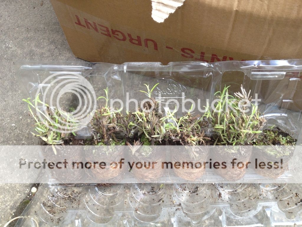 http://i225.photobucket.com/albums/dd185/anotherspirit/IMG_1438.jpg