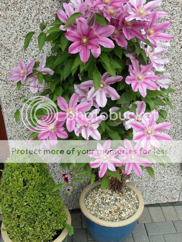 http://i27.photobucket.com/albums/c186/DavidKnapper/DSCN0384_zpsf3347fe3.jpg