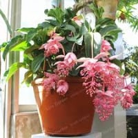 Bel Fiore