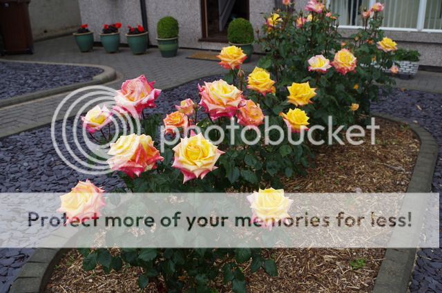 http://i27.photobucket.com/albums/c186/DavidKnapper/005_zpsvfzdltnl.jpg