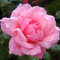 9 Queen Elizabeth rose ideas  queen elizabeth rose rose queen elizabeth