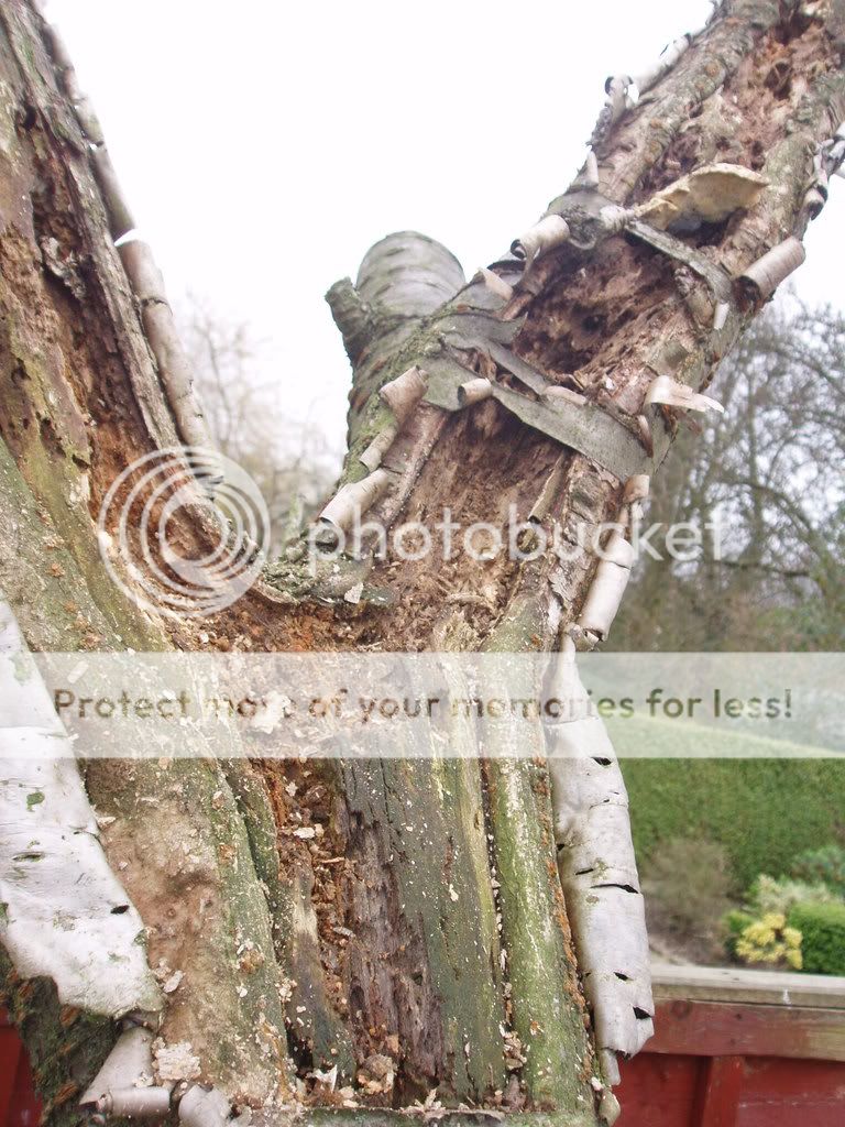 http://i232.photobucket.com/albums/ee192/thebear843/008.jpg
