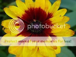 http://img.photobucket.com/albums/v11/otnorot/9d621867.jpg