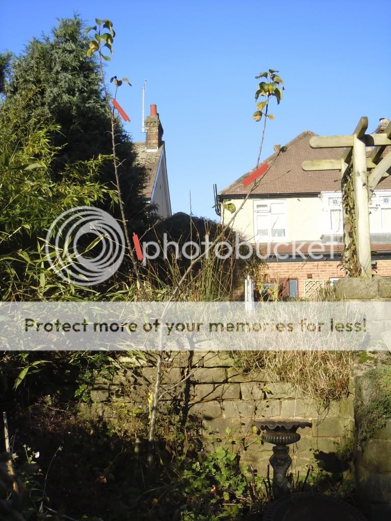 http://i232.photobucket.com/albums/ee192/thebear843/Garden/Pruning.jpg