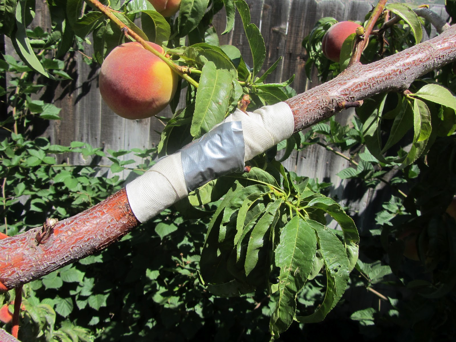 http://2.bp.blogspot.com/-PrZmxlL-sWI/UEECKh6418I/AAAAAAAAD18/QlFrrUZi6-w/s1600/2012,+August+funnies,+peach+tree+013.JPG