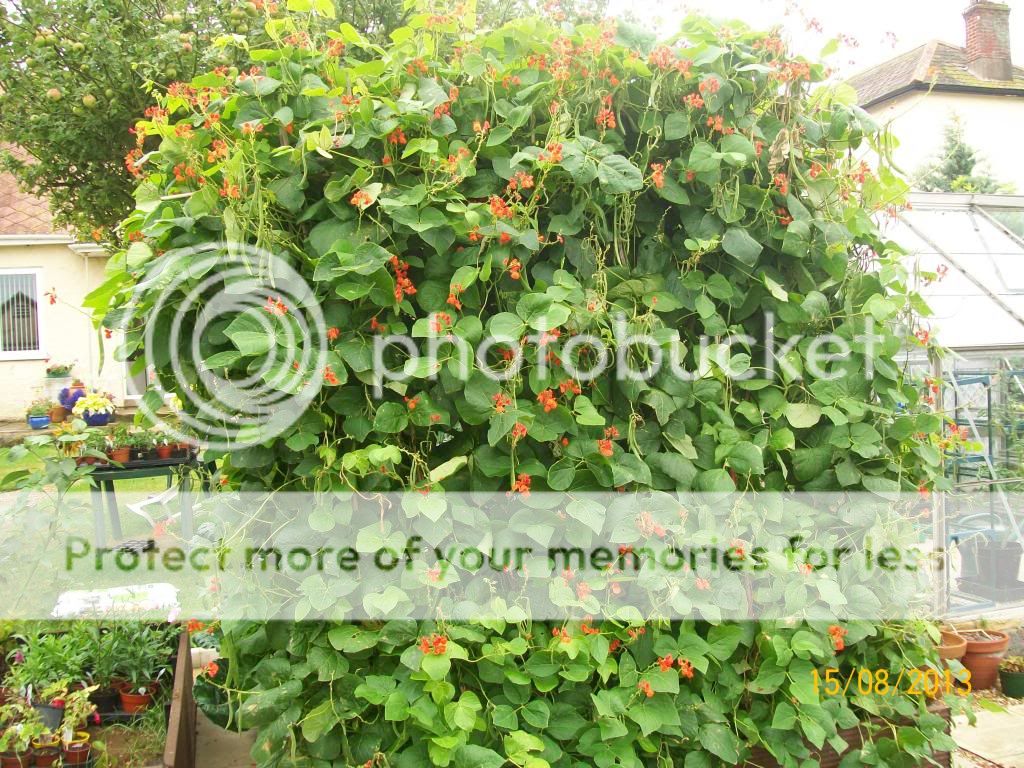 http://i1015.photobucket.com/albums/af278/bubbling_bubble_bee/gardening/runners1_zps5ce04ddc.jpg
