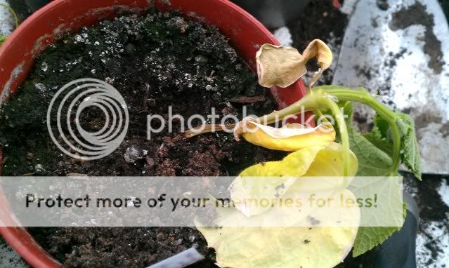 http://i266.photobucket.com/albums/ii249/newbs6868/IMAG0254.jpg