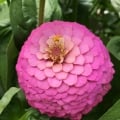 Pretty Pink Flowers