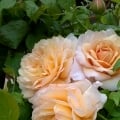 ladygardener2