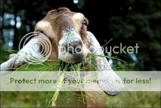 http://i1143.photobucket.com/albums/n627/thedogcody/goat201_zpsd227ac05.jpg