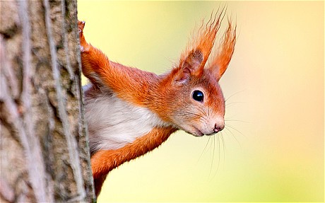 NuttyNutkin