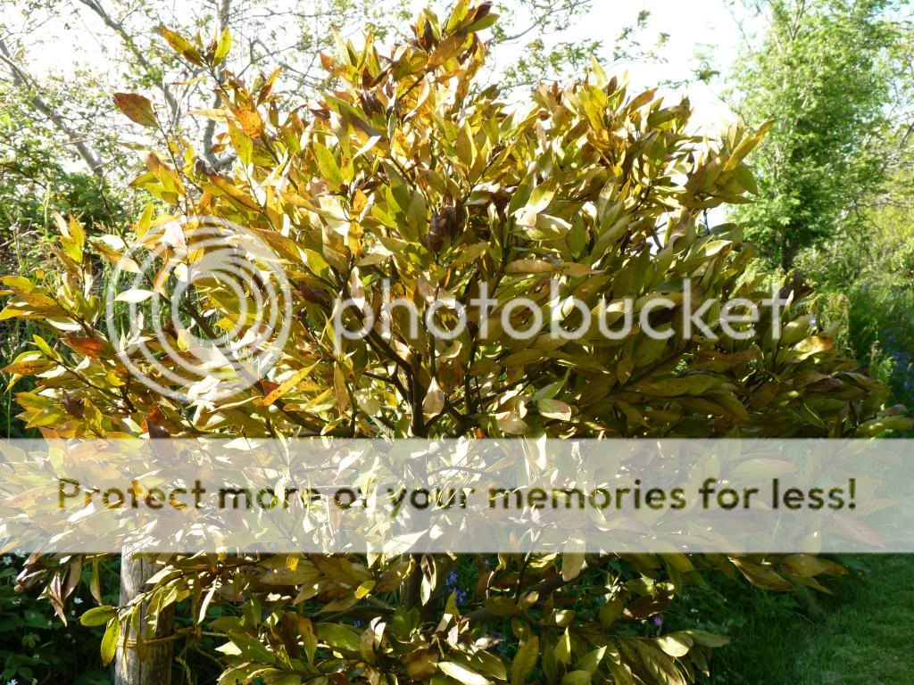 http://i166.photobucket.com/albums/u87/davinarharris/P1060304.jpg