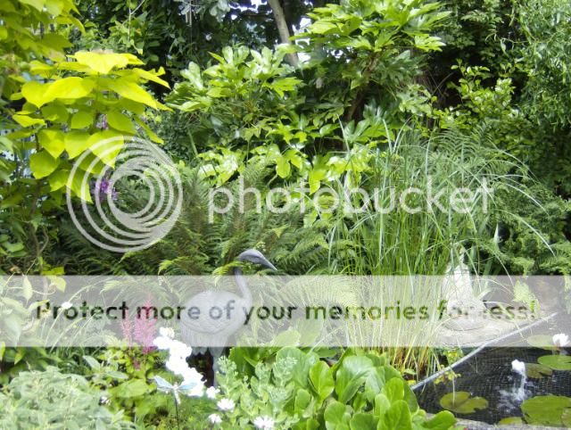 http://i1131.photobucket.com/albums/m551/lilylouise1/garden050-1.jpg