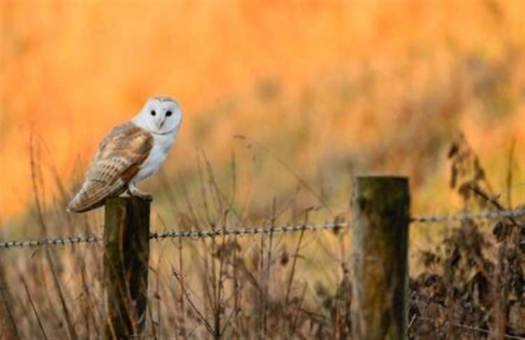 Image result for barn owl images
