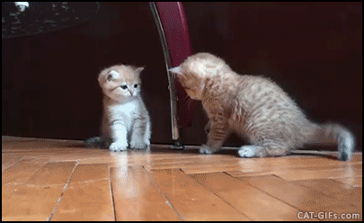 Image result for funny kittens gif