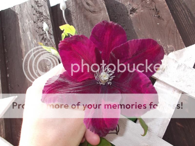 http://i20.photobucket.com/albums/b239/mattbeer87/DSCF5902_zps037ad728.jpg