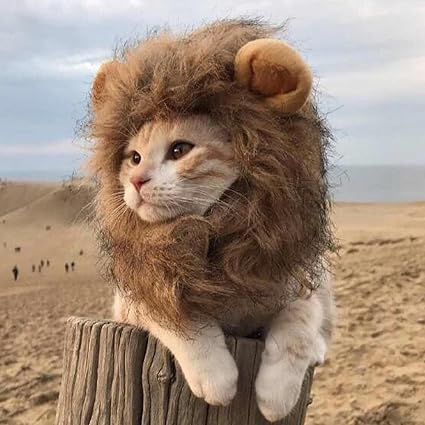 Image result for Funny ferocious cats images