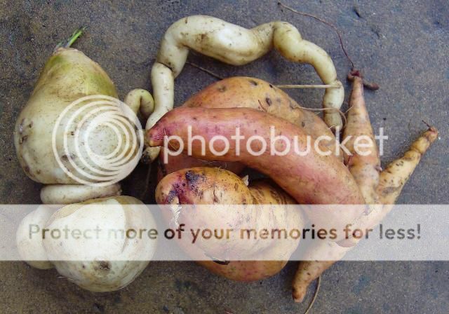 http://i1131.photobucket.com/albums/m551/lilylouise1/veggies004.jpg