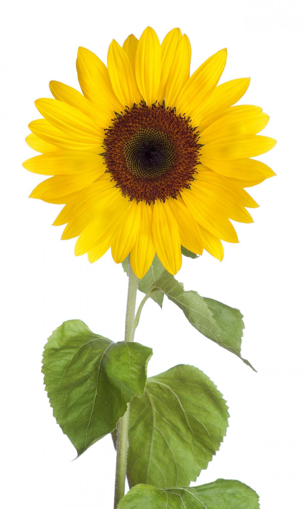Girasole