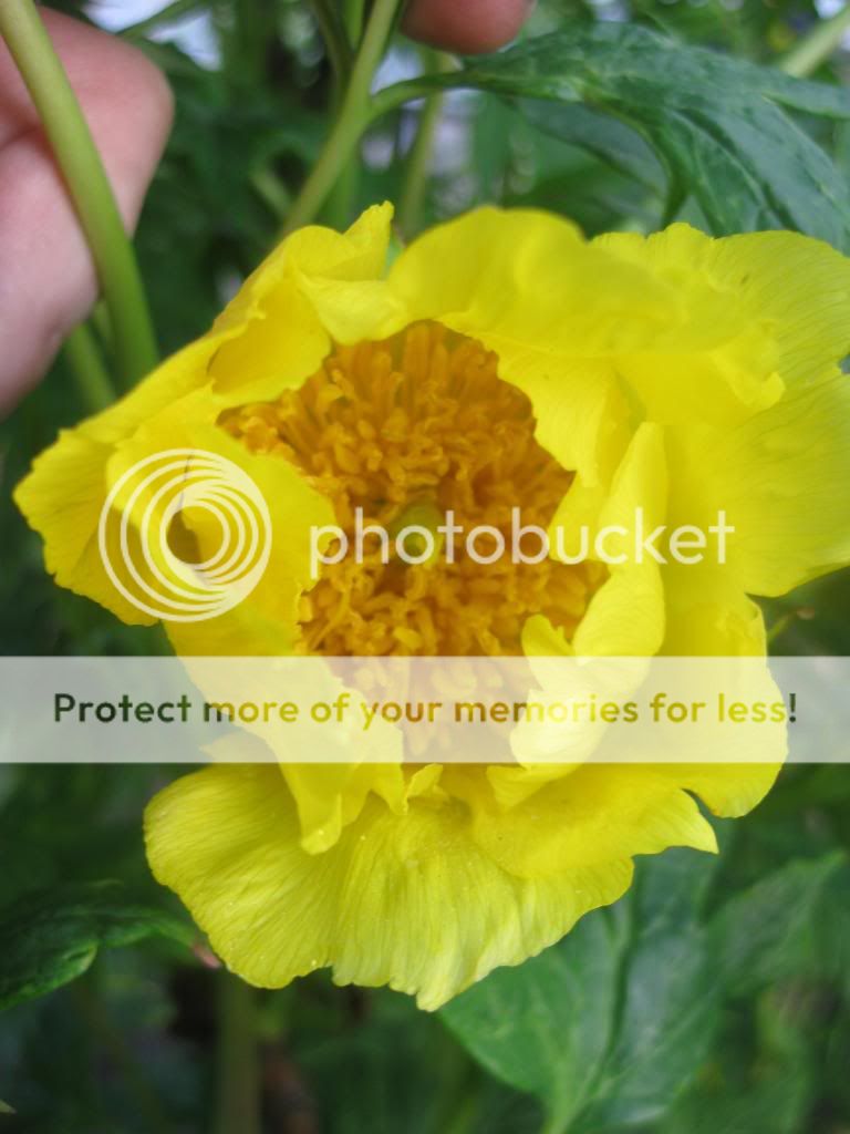 http://i1187.photobucket.com/albums/z383/kt_j63/IMG_5839.jpg