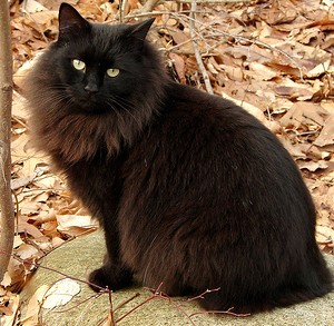 MACAVITYTHECAT