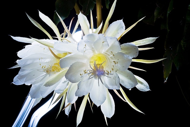 The Queen Of The Night  Night blooming flowers Rare flowers Red roses  wallpaper