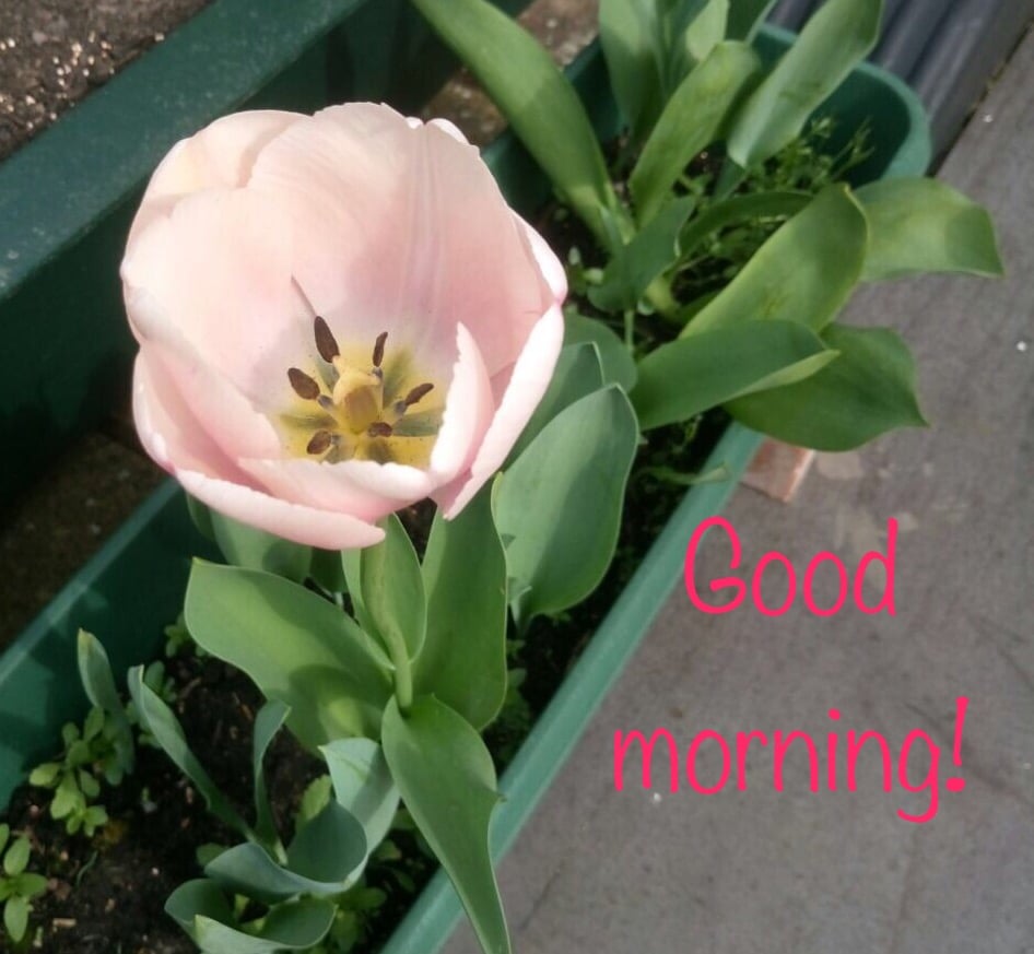 Tulipa