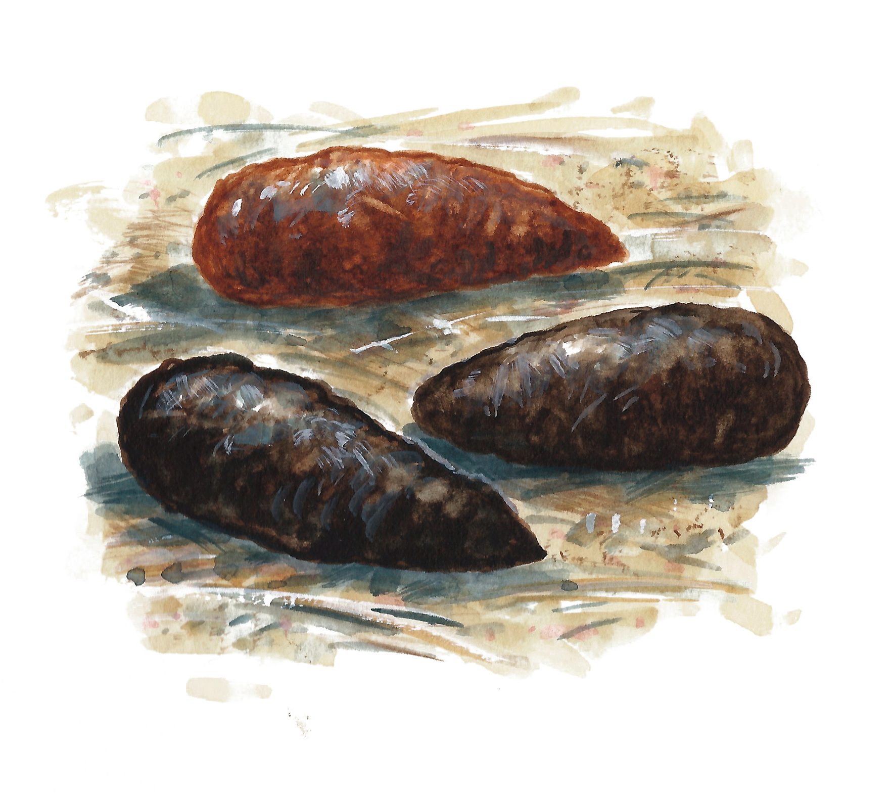 Rat droppings  Mike Langman