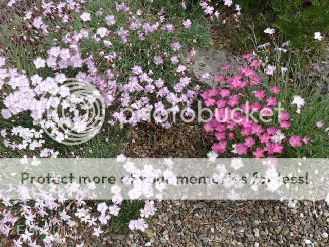 http://i703.photobucket.com/albums/ww32/Owdboggy/June%20misc%202015/June%20misc%202015%20006.jpg