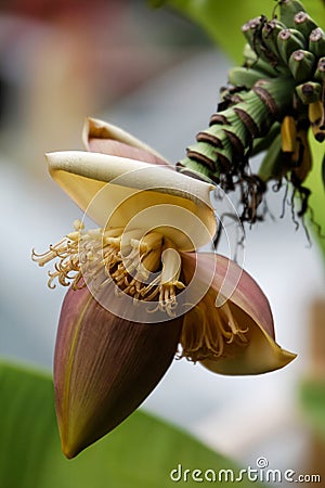 http://thumbs.dreamstime.com/x/banana-tree-flower-1175752.jpg