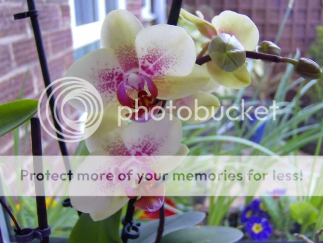 http://i1131.photobucket.com/albums/m551/lilylouise1/orchids003.jpg