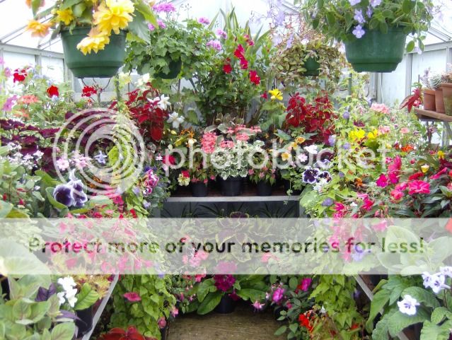 http://i1131.photobucket.com/albums/m551/lilylouise1/greenhouse011-1.jpg