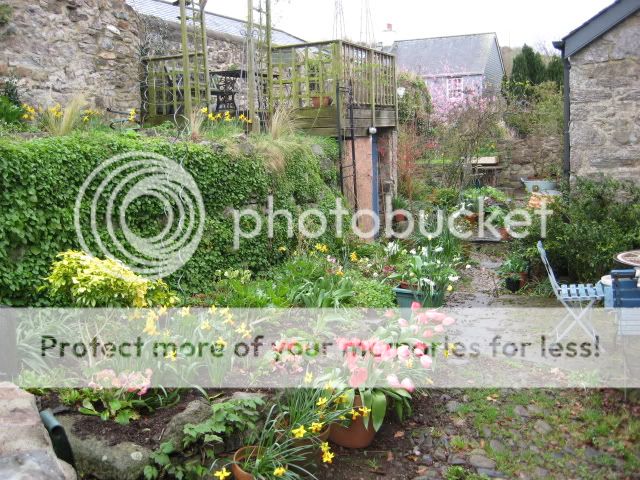http://i1105.photobucket.com/albums/h342/figrat/gardenersworld/IMG_0972.jpg