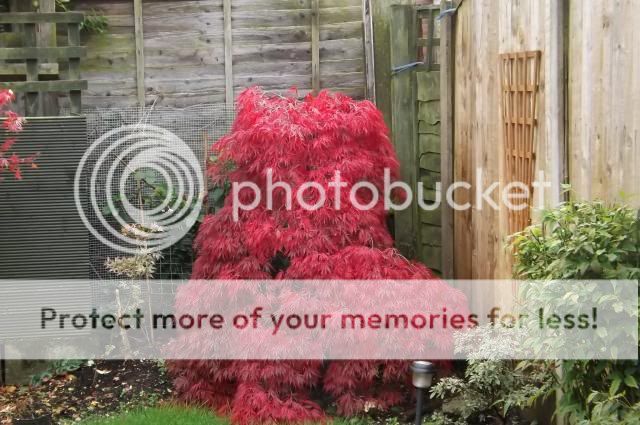 http://i27.photobucket.com/albums/c186/DavidKnapper/004_zpsff89bc9c.jpg