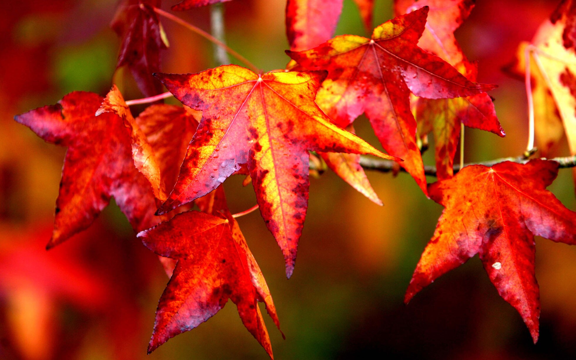 Image result for Beautiful autumn leaves images
