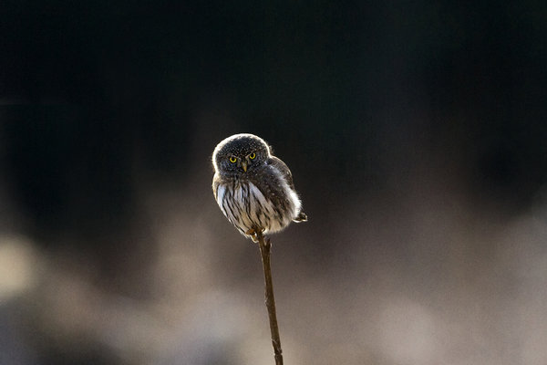 Image result for sunday owls images