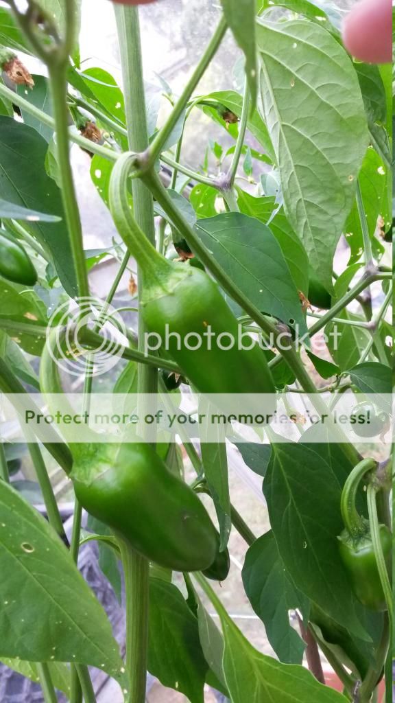 http://i819.photobucket.com/albums/zz113/LadyClarington/20140718_164133_zpscd1wqfft.jpg