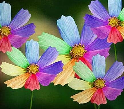 Red  Amazing Rainbow Coreopsis 50 Seeds Rare Cosmos Chrysanthemum Home Garden Flowers