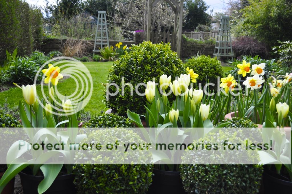 http://i232.photobucket.com/albums/ee192/thebear843/Garden/file_zps6842447c.jpg