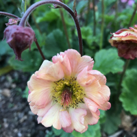 GardenGirlCheshire