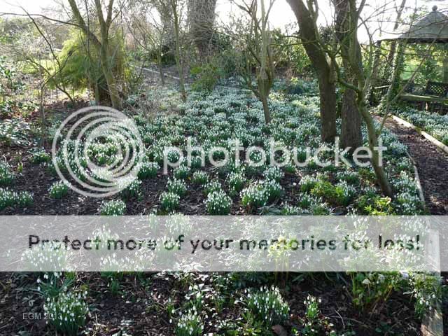 http://i703.photobucket.com/albums/ww32/Owdboggy/February%202013/P1160938.jpg
