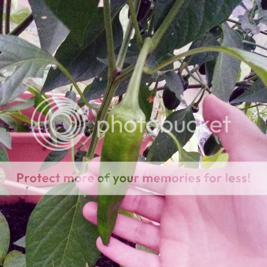 http://i819.photobucket.com/albums/zz113/LadyClarington/IMG_20140801_203910_zpsyapelpjx.jpg