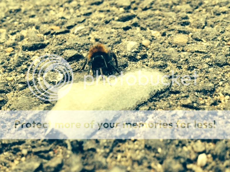 http://i232.photobucket.com/albums/ee192/thebear843/IMG_1102.JPG_zpsobotntdt.jpeg
