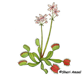 http://www.exploringnature.org/graphics/wildflowers/venus%20flytrap.jpg