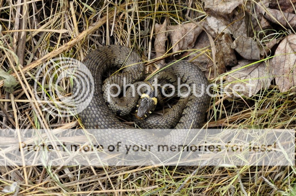 http://i232.photobucket.com/albums/ee192/thebear843/file_zps38d875c1.jpg